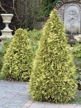 Żywotnik olbrzymi (Thuja plicata), fot. Plant Publicity Holland