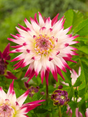 Dahlia Geerling's Sorbet