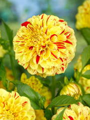 Dahlia Lupin Ben