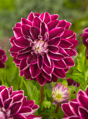 Dahlia Purple Pearl