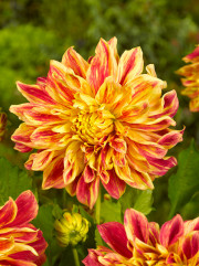 Dahlia Explosion