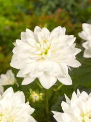 Dahlia Eternal Snow