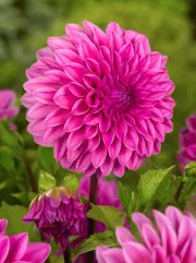 Dahlia Lucky Number