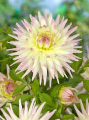 Dahlia Shooting Star