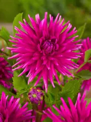 Dahlia Purple Gem