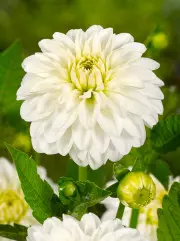 Dahlia Snow Cap