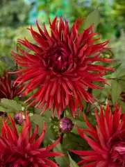 Dahlia Karin