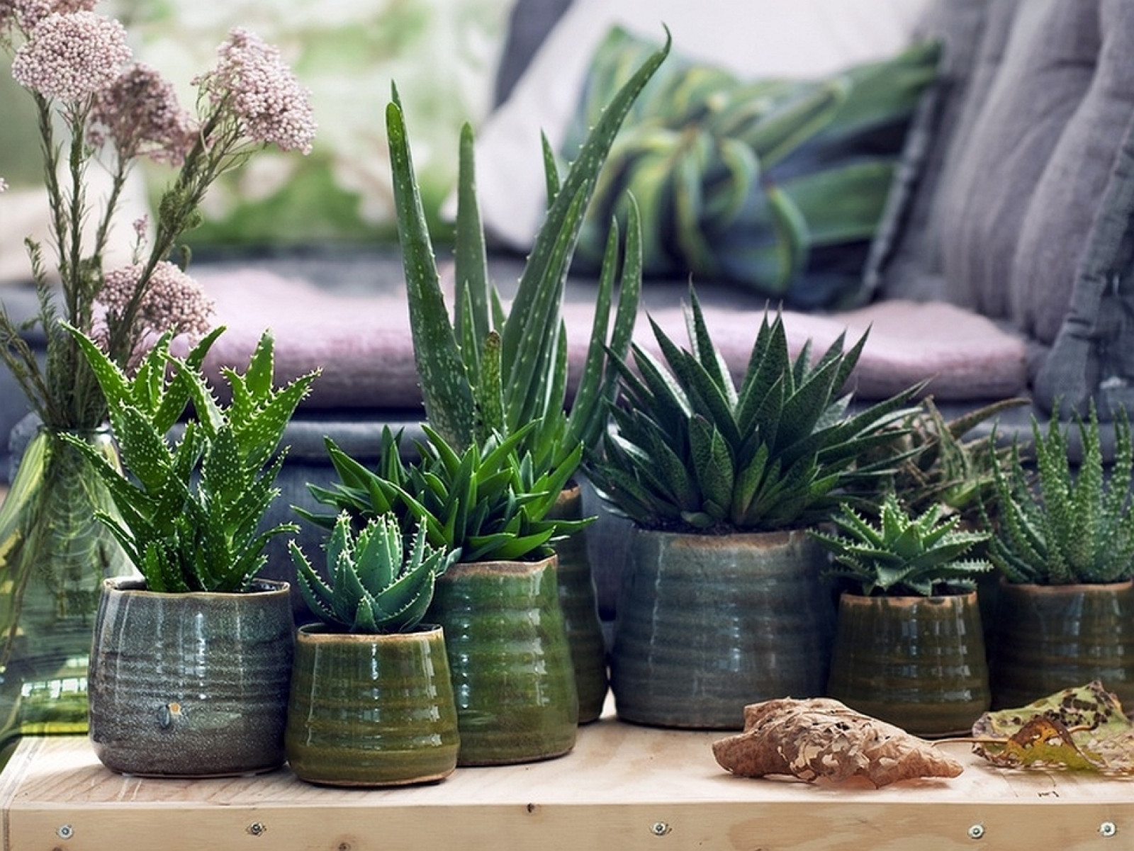 Jak hodowa aloes w domu? ABC pielgacji