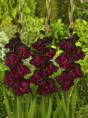 Mieczyk Gladiolus Black Surprise fot. iBulb