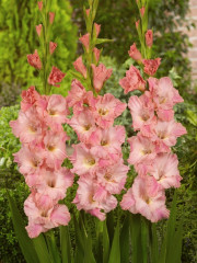 Mieczyk Gladiolus Tout A Toi fot. iBulb