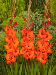 Mieczyk Gladiolus Cartago fot. iBulb