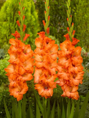 Mieczyk Gladiolus Carqueiranne fot. iBulb