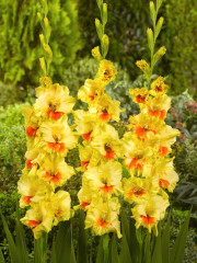 Mieczyk Gladiolus Jester fot. iBulb