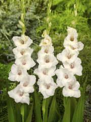 Mieczyk Gladiolus Ocilla fot. iBulb