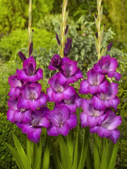 Mieczyk Gladiolus Grande Passion fot. iBulb