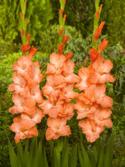 Mieczyk Gladiolus Princess Lee fot. iBulb