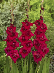 Mieczyk Gladiolus Cayenne fot. iBulb