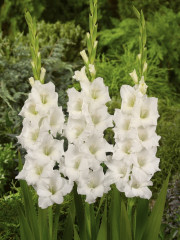 Mieczyk Gladiolus New Wave fot. iBulb