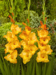 Mieczyk Gladiolus Ovatie fot. iBulb