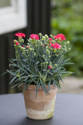 goździk Dianthus caryophyllus fot. Flora Dania