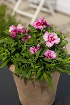 goździk Dianthus chinensis fot. Flora Dania