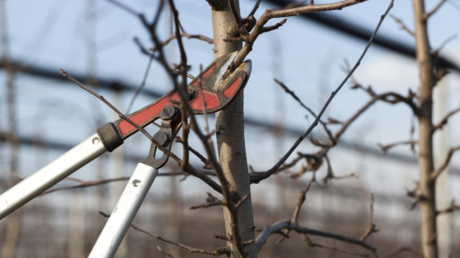 Wiosenne przycinanie roślin – drzew owocowych i krzewów ozdobnych