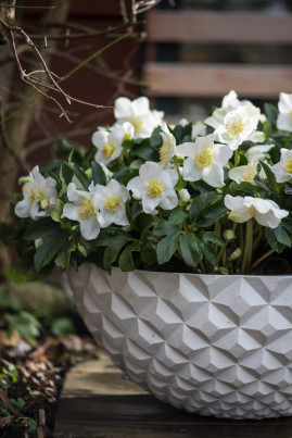 Ciemierniki na balkonie (fot. Flower Council Holland)