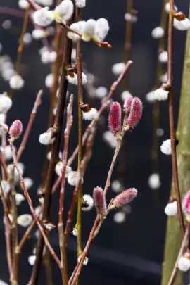 wierzbowe bazie fot. Flower Council Holland