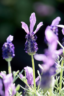 lawenda francuska - kwiat fot. Flower Council Holland