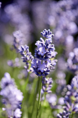 lawenda wąskolistna - kwiat fot. Flower Council Holland