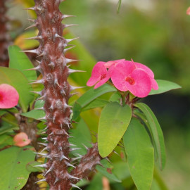 Wilczomlecz lśniący Euphorbia milli fot. decorev974