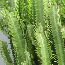 Wilczomlecz trójżebrowy Euphorbia trigona fot. David E Mead