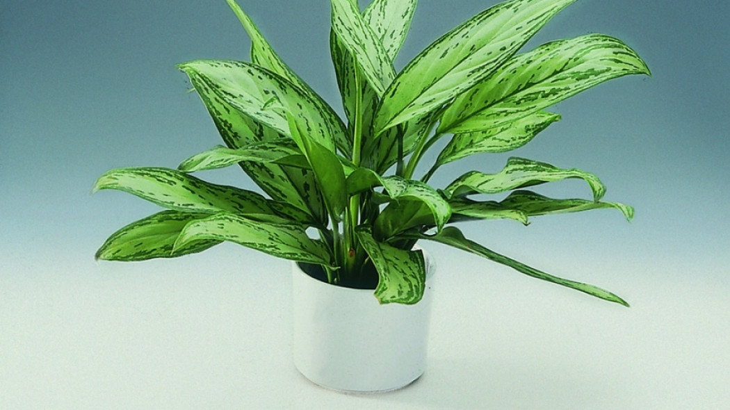 Aglaonema zmienna