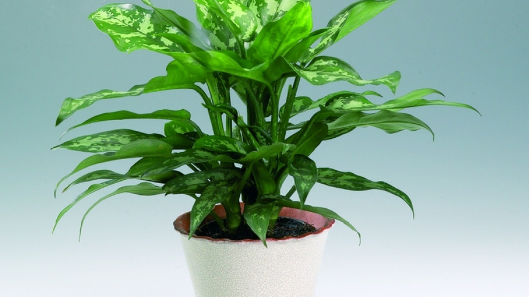 Aglaonema zmienna