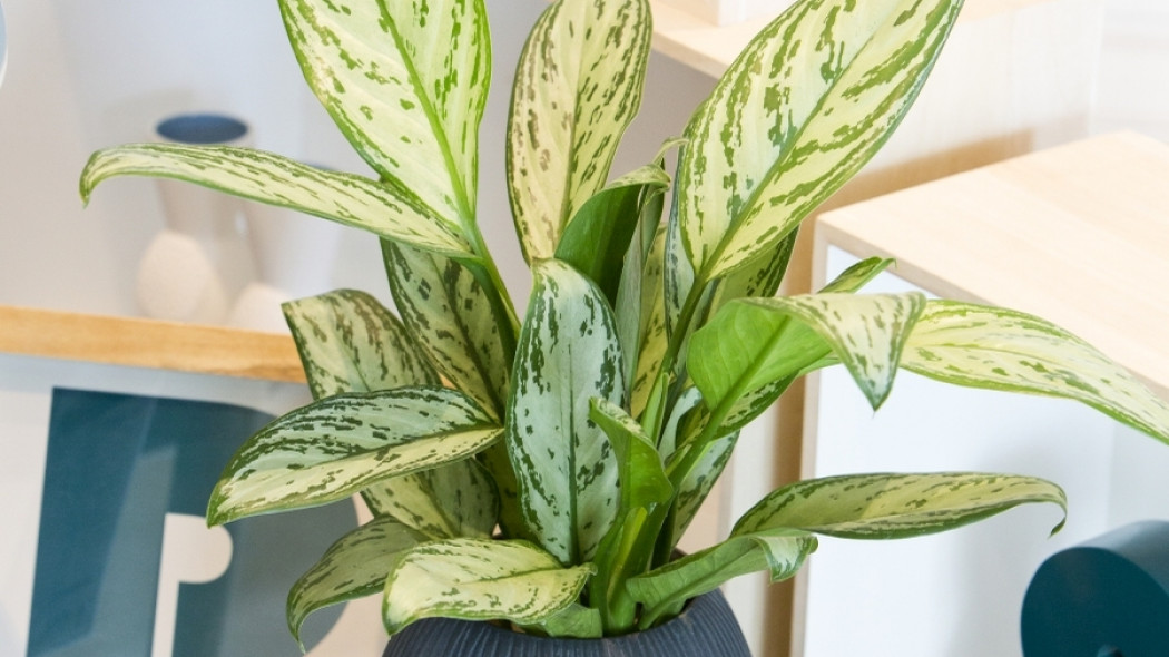 Aglaonema zmienna