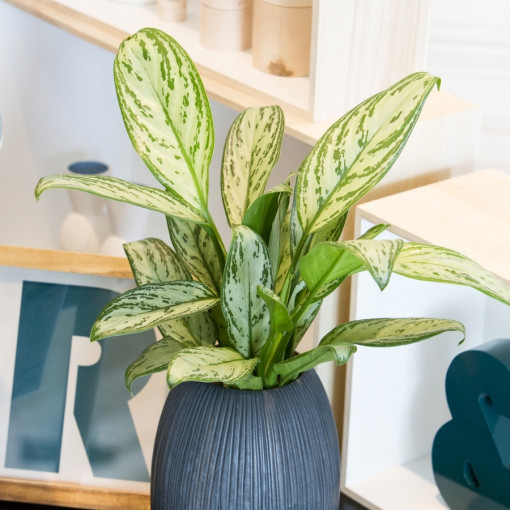 Aglaonema zmienna