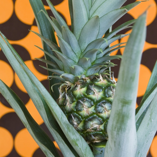 Ananas jadalny