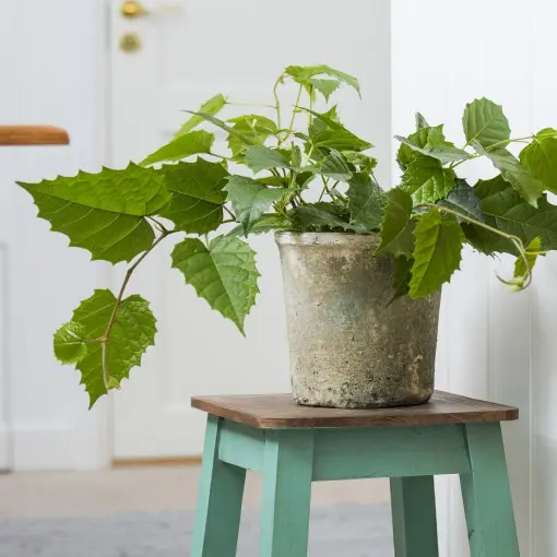 Cissus australijski