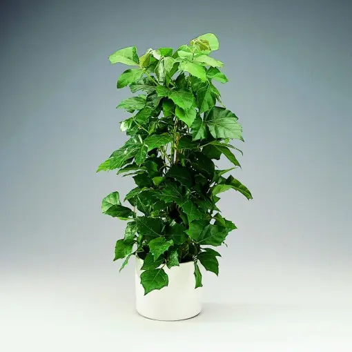 Cissus rombolistny