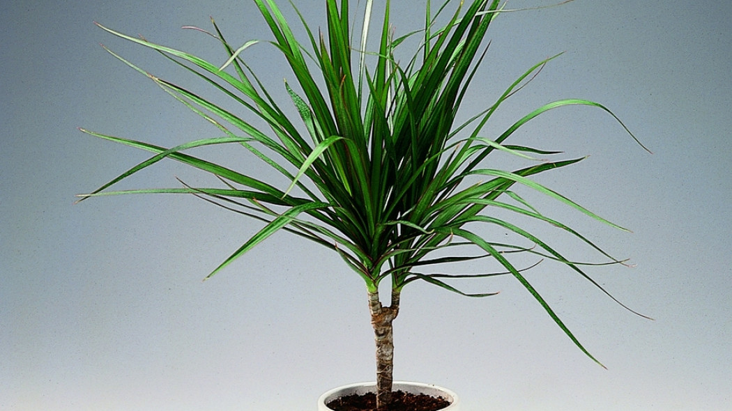 Dracena obrzeżona, fot. Floradania.dk