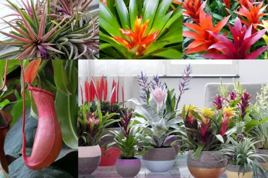 Bromeliowate i owadożerne