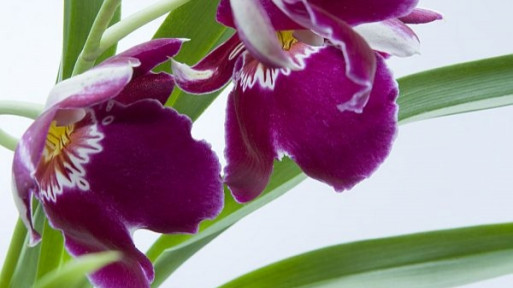 Storczyk Miltonia: orchidea bratkowa | Jak wygląda? Jak pielęgnować?