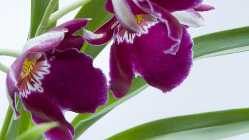 Storczyk Miltonia: orchidea bratkowa | Jak wygląda? Jak pielęgnować?