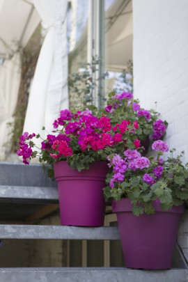 dekoracje z pelargoniami fot. Pelargonium For Europe