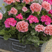 20 pomysłów na dekoracje z pelargonii: na balkon, do domu i do ogrodu