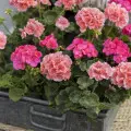 20 pomysłów na dekoracje z pelargonii: na balkon, do domu i do ogrodu