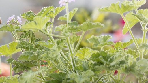 Anginka, anginowiec, cytrynka i geranium | Jak uprawiać, pielęgnować i stosować?