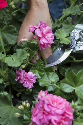 Ogród na tarasie - pielęgnacja roślin fot. Pelargonium For Europe