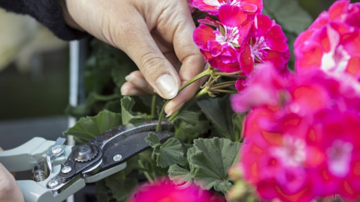 Przycinanie pelargonii: usuwanie przekwitłych kwiatów