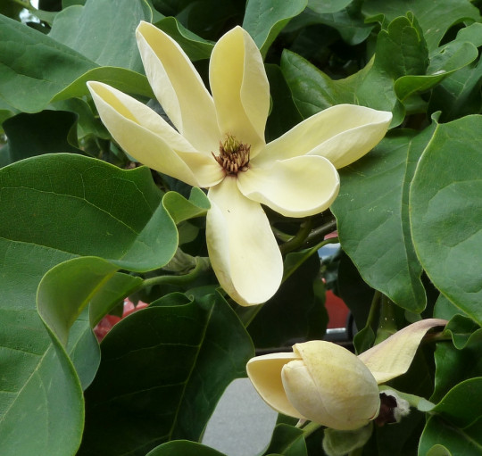 żółta magnolia Yellow Bird fot. Wendy Cutler - CC BY 2.0 - Wikimedia Commons